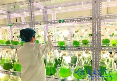 阿爾格生命科學(xué)公司捐贈(zèng)1360萬元微藻土壤修復(fù)液，以細(xì)胞技術(shù)賦能鄉(xiāng)村振興